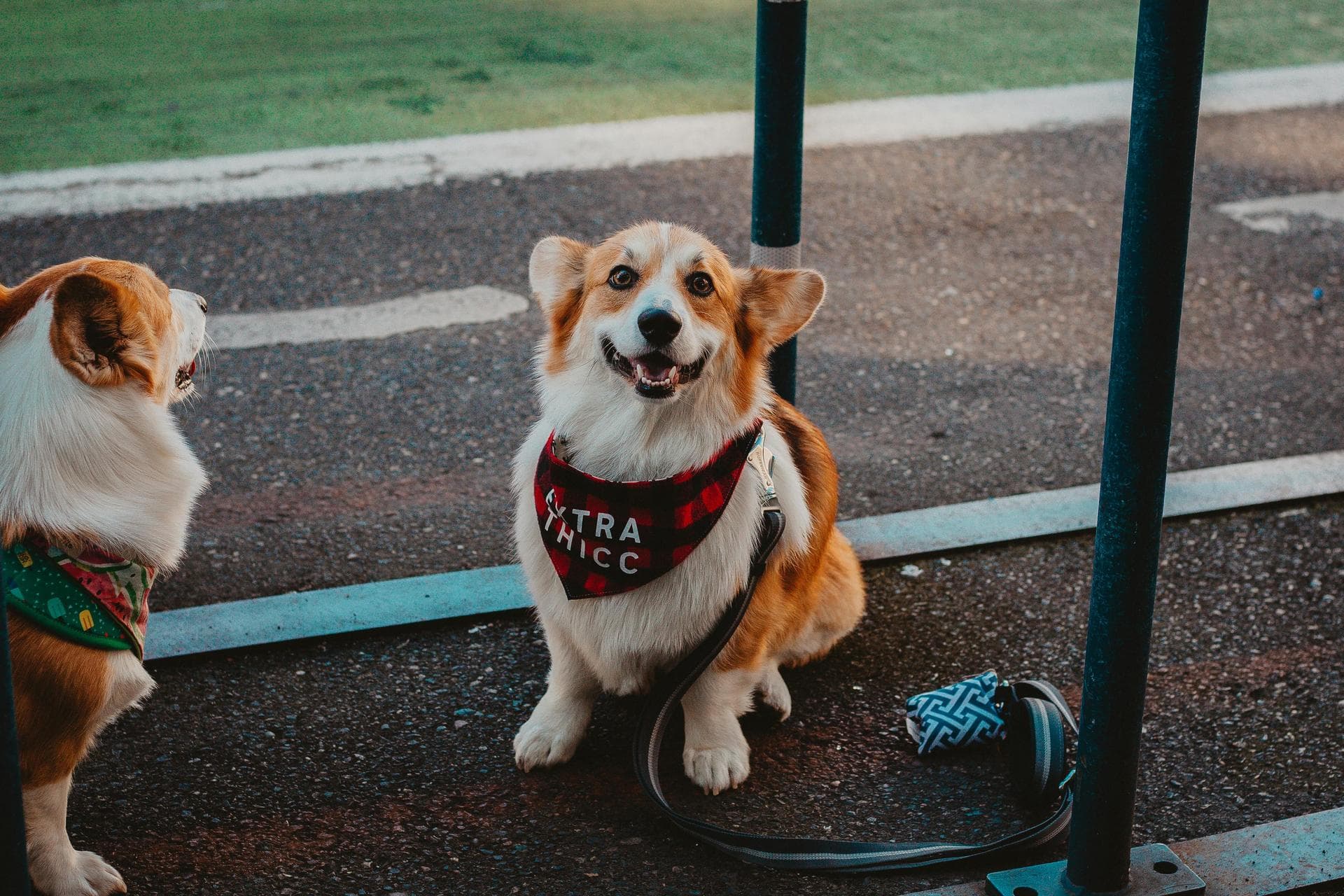 Emergency vets in Boulder City