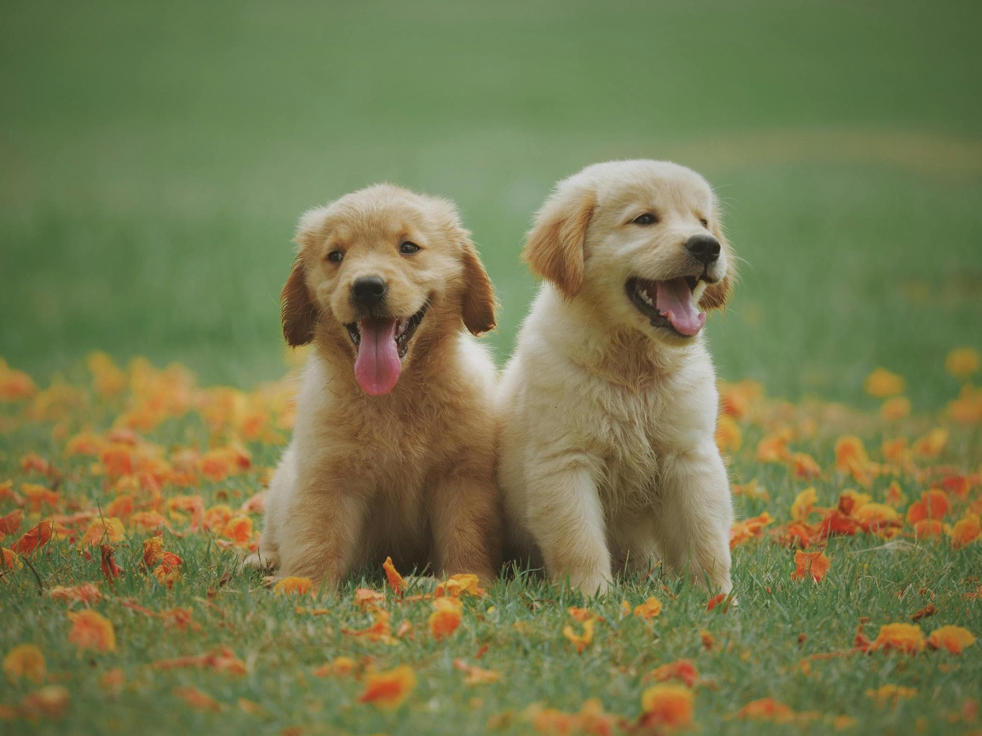 Best Vets in Carson City