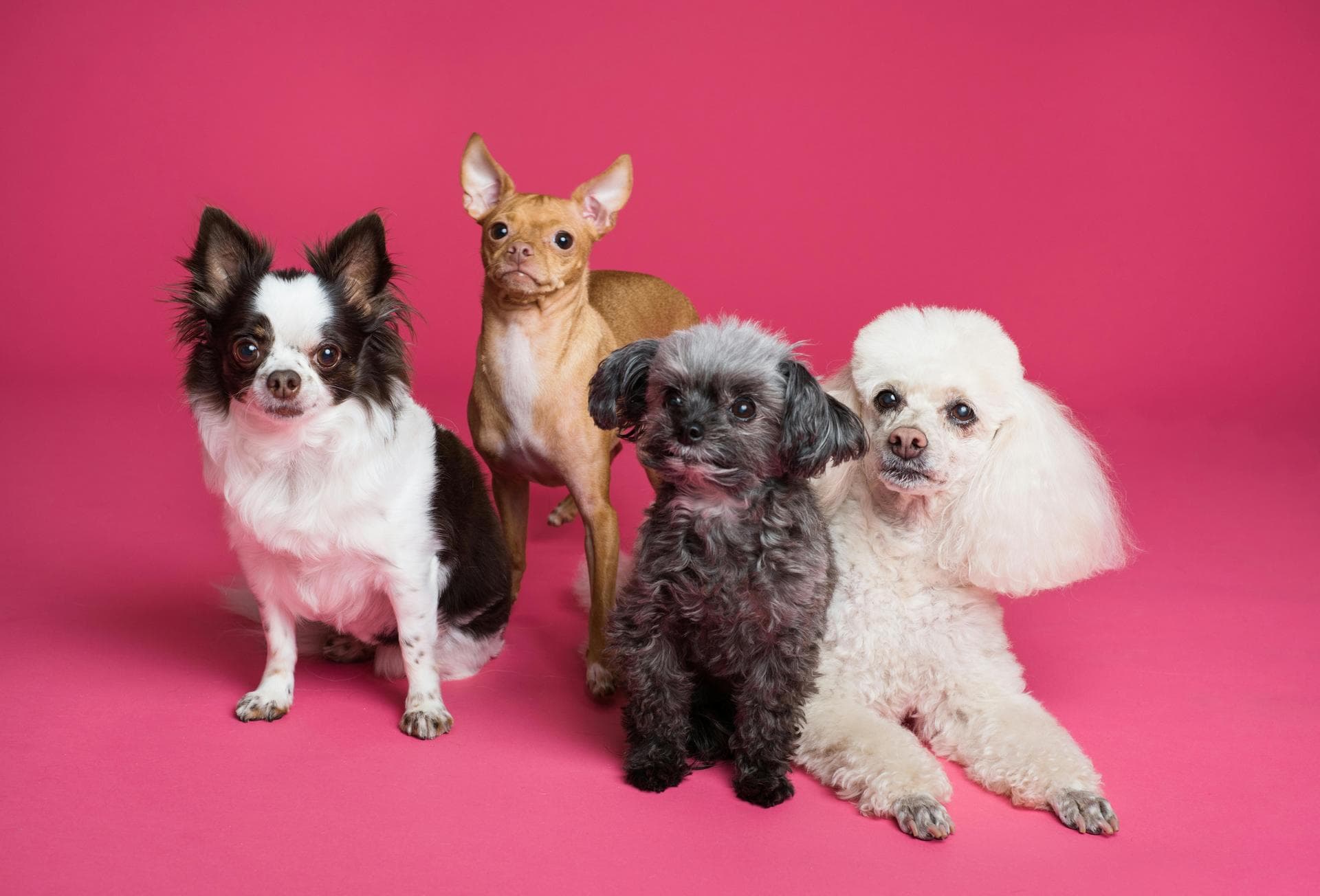 Dog & Cat Vets in Fernley