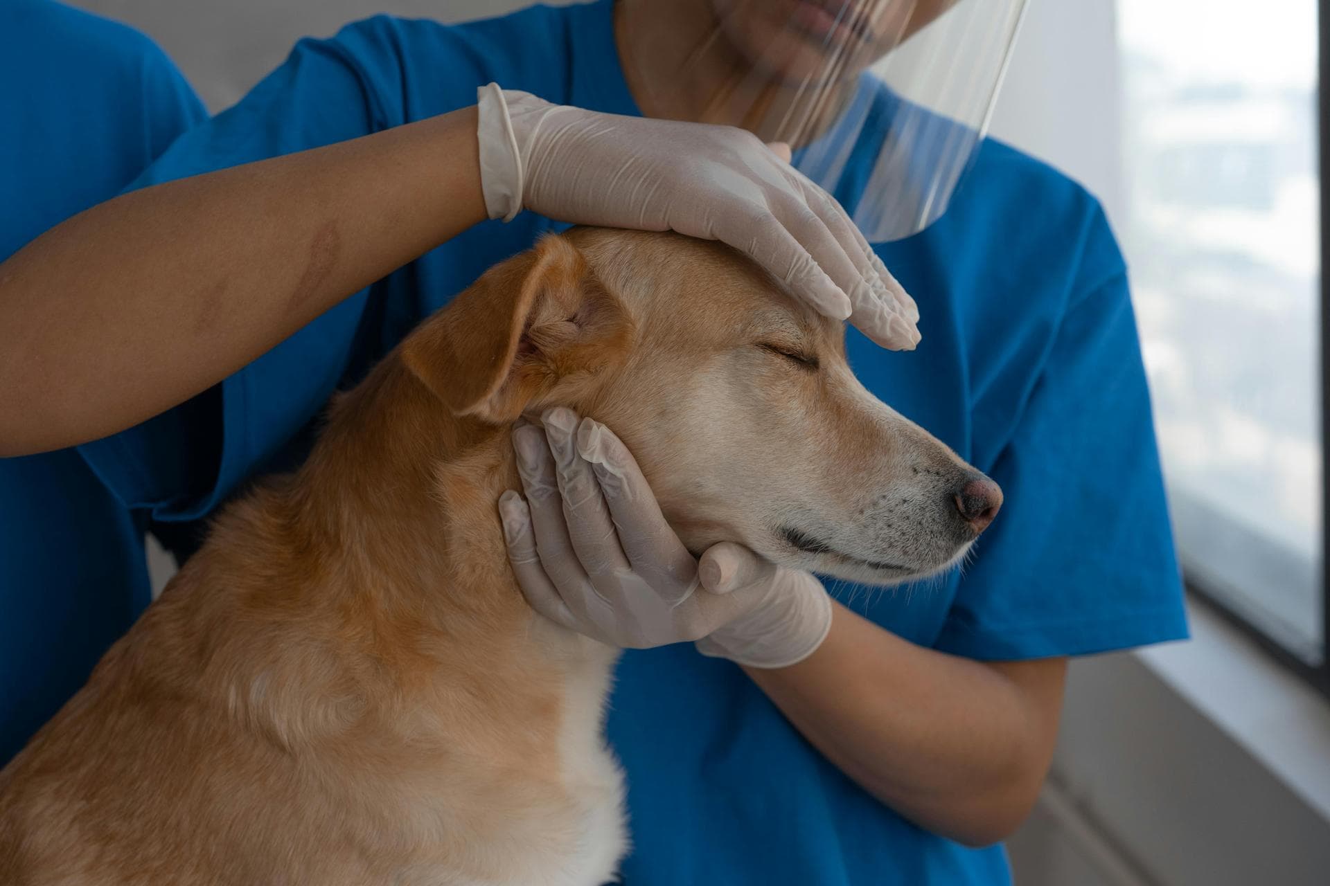 Best Vets in Zephyr Cove