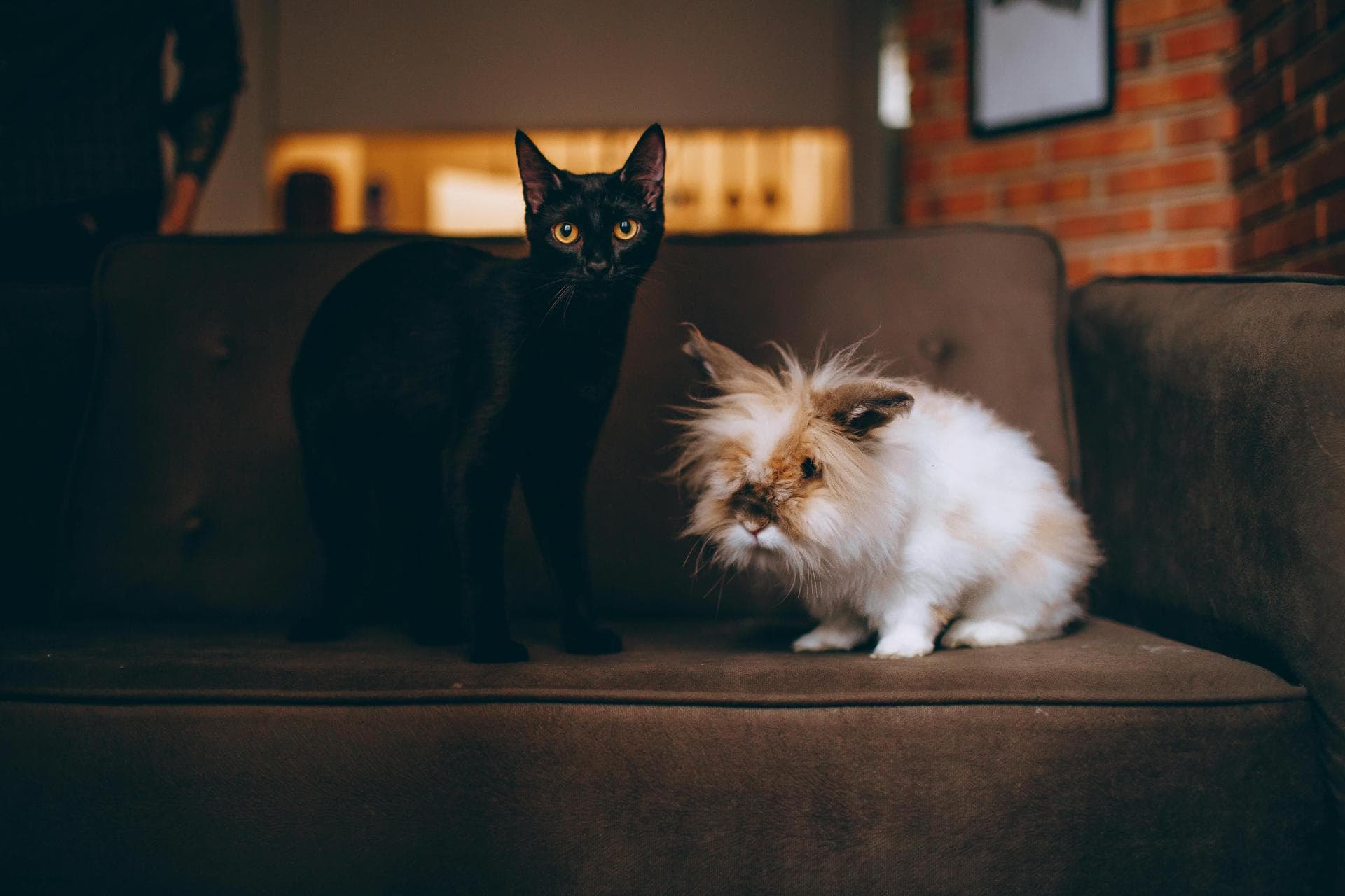 Best Vets in Carson City