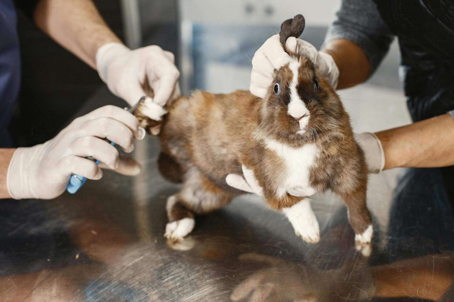 Dog & Cat Vets in Incline Village