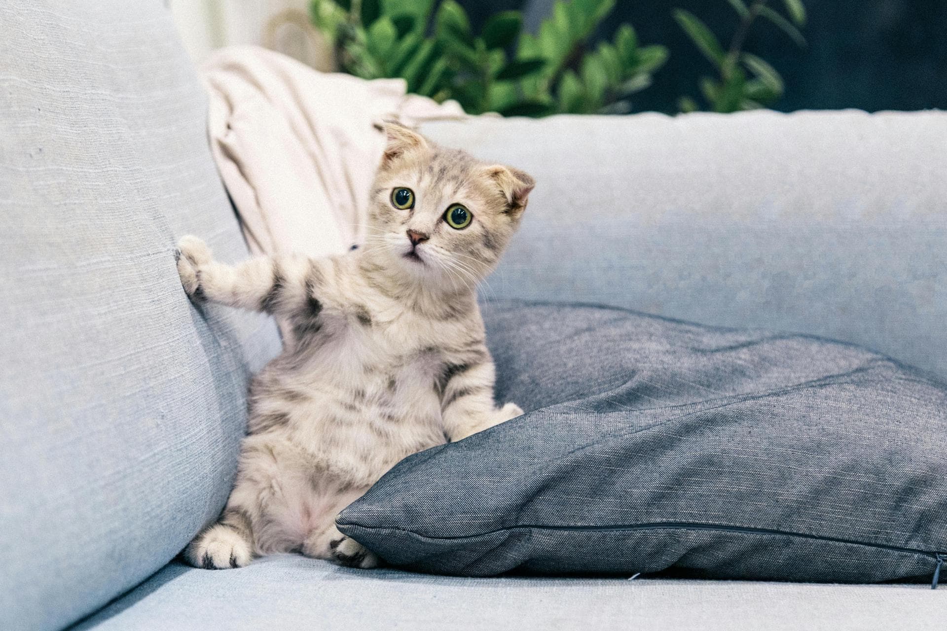 Dog & Cat Vets in Boulder City