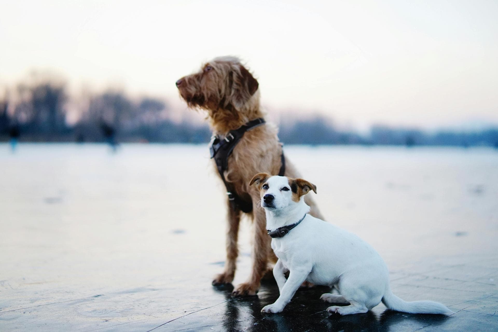 Dog & Cat Vets in Sparks