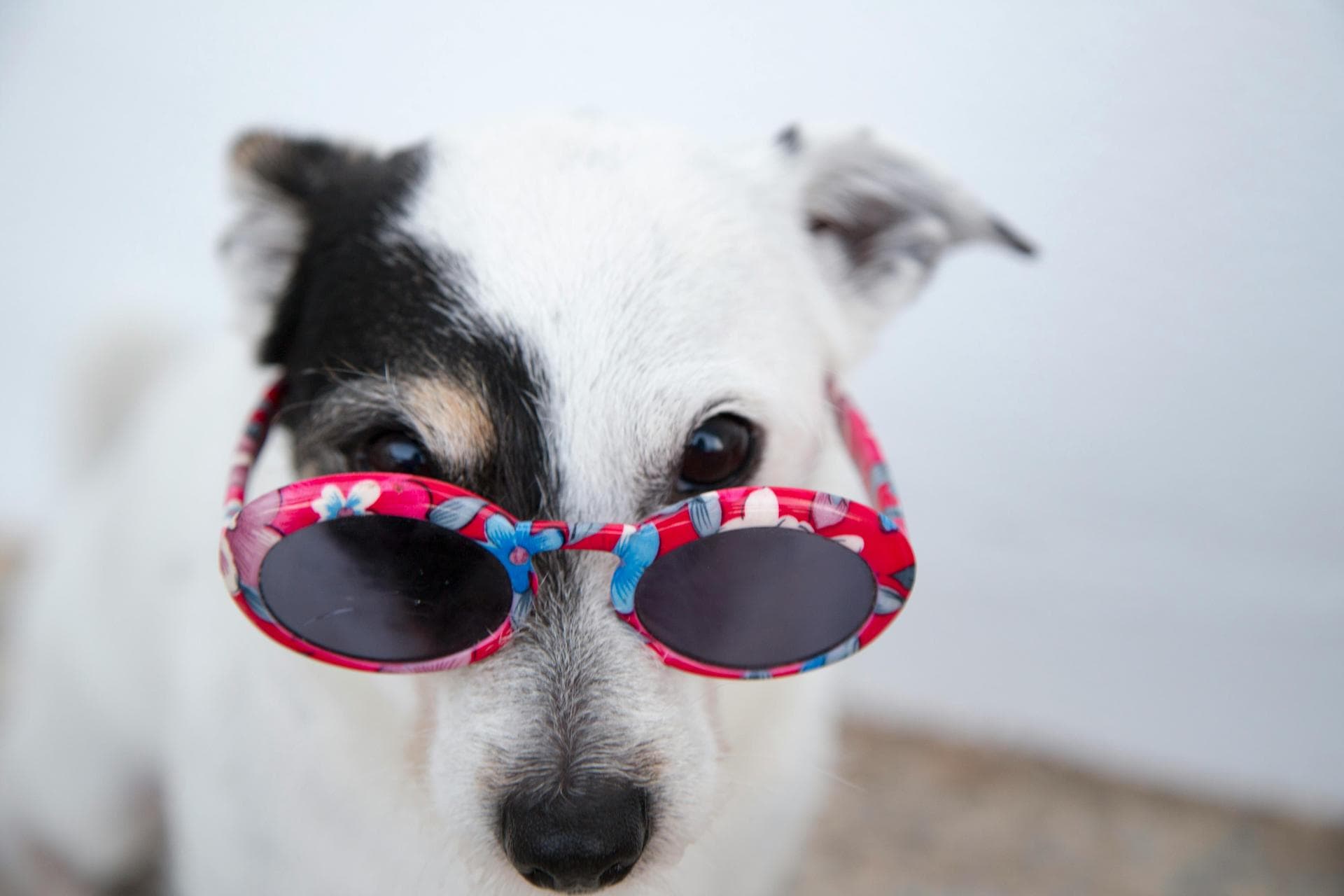 Dog & Cat Vets in Nevada