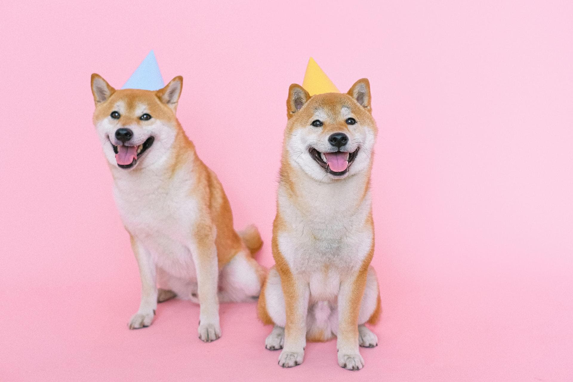 Dog & Cat Vets in North Las Vegas